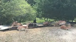 Το υπέροχο πάρκο με ελάφια στο εκκλησάκι Αγίου Παντελεήμονα στην Κοινότητα Αγίου Δημητρίου Κοζάνης
