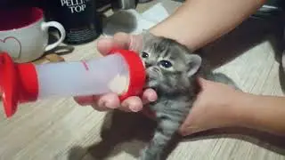Спасёнышь быстро набирает вес