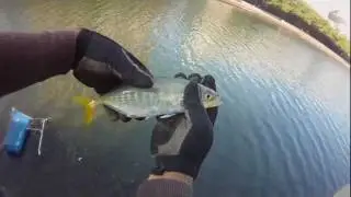 BSFO - January 2, 2012 Fishing @ Ala Wai (Convention Center) 2 of 3