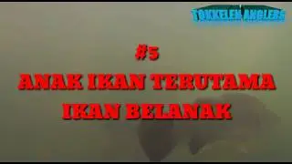 12 TIP  IKAN SIAKAP