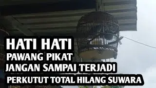 Master pikat berbagi cara mengobati burung perkutut serak hilang suwara