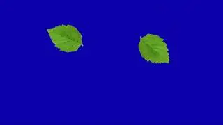 green leaves falling croma key,blue screen video , black screen video , green screen video
