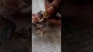fallen from bird nest ..trying to feed  #we named him Gajanand😚 #shorts #worldwide #save #birds