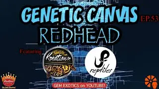 GENETIC CANVAS- REDHEAD Ball Python Mutation Ft. Reptile Kreations & JP Reptiles Canada -EP53