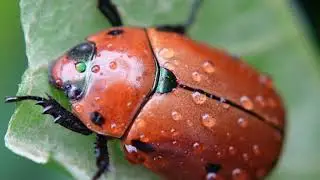 Grapevine beetle
