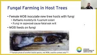 Invasive Species &ndash; Mediterranean Oak Borer