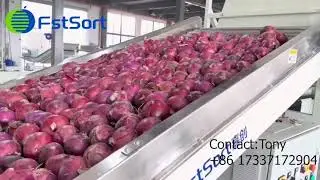 Adjustable Onions grading machine onions peeling machine onions sorting machine  fstsort