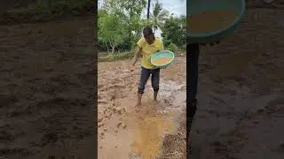 Indryani Rice planting Step By Step Video. Preparation Rice seed Plantation at Shirwal Satara