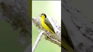 Beautiful bird video | cute birds#viral #nature #ytshorts #cutebirds