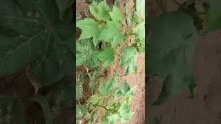 Mr Kissan