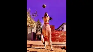 Life Is Better With Dogs