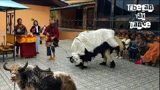 Yak Cham Dance | Tibetan yak Dance | Folk dance of Bhutan, Sikkim, Leh , Tawang| Art and Culture