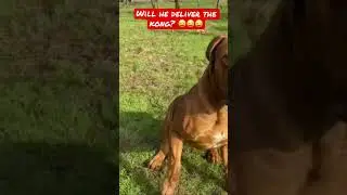 Will this Red South African Mastiff deliver the kong? 😳😳😳