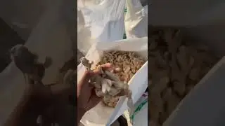 Bulk Dry Ginger Loading Process  From Farm to Export 🌾📦🚛🌍 #mjsexports #driedginger #farming