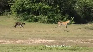 Walk away  of Leopard mating couple