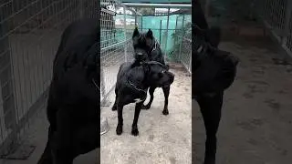 Most Aggressive Cane Corso Dog Fight #shorts
