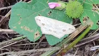 A unique design Scopula sp. Moth