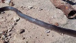 Tem bastante cobra meu povo aqui