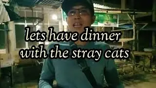 having dinner with an abandoned cat at the market