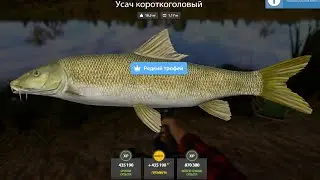 НОВЫЕ ФАРМЫ СЕРЕБРА и РАЗДАЧИ ТРОФЕЕВ! СВОДКА по ВОДОЁМАМ на 26.01 в Русской Рыбалке 4! РР4
