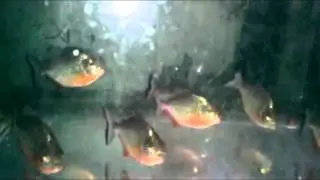 Piranha Amazon!!! Predators in the aquarium ~ Aquatic Pet Fish