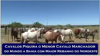 Cavalo Piquira os Menores Cavalo Machador do Mundo a Bahia com Maior Rebanho do Nordeste - TV Touro