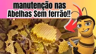 Manutenção nos enxames de ABELHAS SEM FERRÃO mirim guaçú!|Abelhas nativas sem ferrão|irmãos na roça