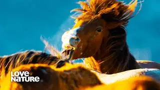 Wild Horses in California Protect Their Families at All Costs | Wild California 105