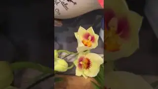 Удобрение орхидей в водной культуре