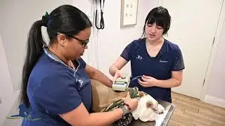 How to take a Dog's Temperature - Featuring Nami and Gus