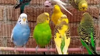 Budgies ❣️ viralvideo birds parrot home 🦜#trendingvideo 