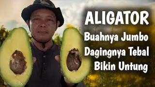 ALPUKAT ALIGATOR DAGING BUAHNYA TEBAL DAN SANGAT GURIH