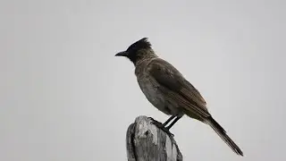 Dark-capped Bulbul (Pycnonotus tricolor)