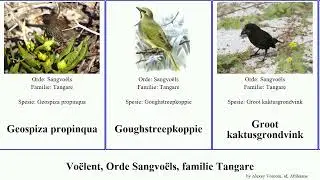 Vo&euml;lent, Orde Sangvo&euml;ls, familie Tangare bird Geospiza Thraupidae acutirostris Passeriformes Groot