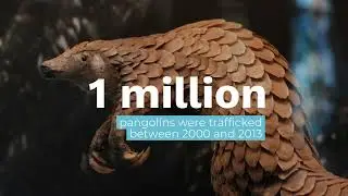 Fast Facts: Wildlife Trafficking