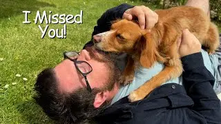 Cockapoo's Reaction To Her Dad Returning Home After Two Weeks