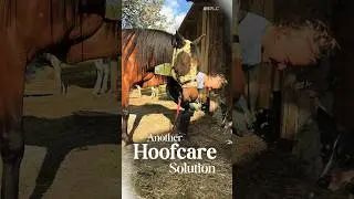 Hoof protection for a longride. #hoofcare #hoofprotection #glueonshoes