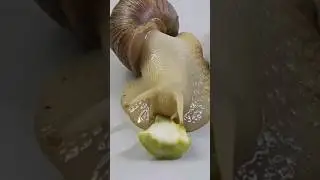 Slow and fast,full and timelapse! #snail #petsnails #🐌