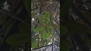A DOSE OF LOVE ❤️ FROM THE TREES 🌳