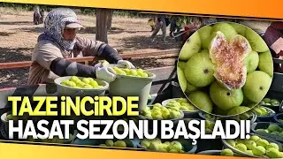 Aydın'da Taze İncirde Hasat Sezonu Başladı