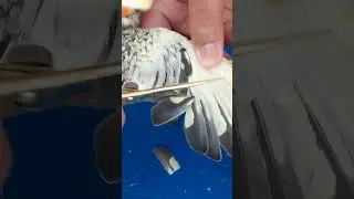 Corte das asas da calopsita com a ajuda do tutor. Saiba mais #calopsitas #calopsita