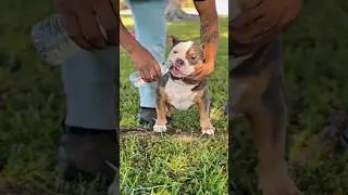 Meet Gizmo: NMG/Venomline&rsquo;s Next Pocket Bully Superstar at 5 Months