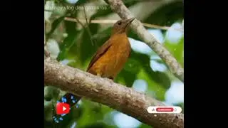 Sabiá Casaca de Couro= e Seu Lindo Canto Selvagem 🐦🌾🏜️