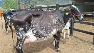 OFERTA DE TRÊS VACAS GIROLANDA COM 30 KL.LOC.CARUARU-PE.PREÇO 27 MIL AS TRÊS.WHATS.999166314.