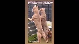 DMX NASTY DOGG #trending #dog #rap