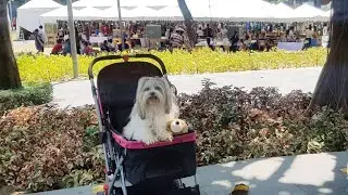 PET-FRIENDLY Food Event: McCormick Flavor Nation Festival 2019