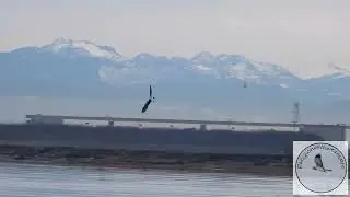 Eagle picks up his early morning breakfast....