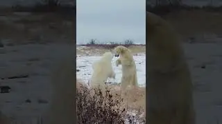 Polar Bears Fighting #nature #wildlife #polar #bear #fight HA65187