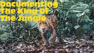 Jaguar Conservation in Costa Rica | Most Intense Jaguar Research Project Ever! | Grow Jungles