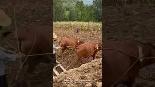Plowing the Field with Oxen